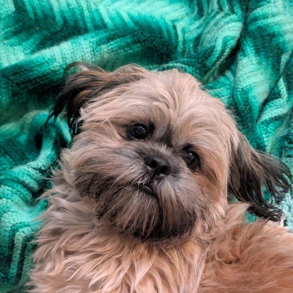 cozyclosetasset